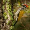 Datel zlatohrbety - Dinopium javanense - Common Flameback 5295
